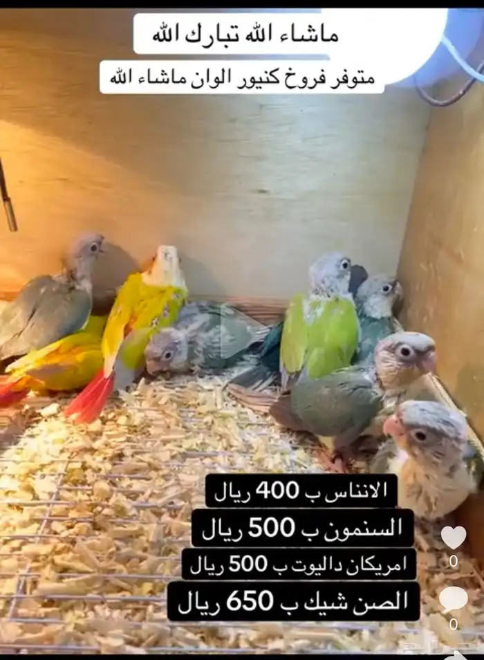 فروخ كنيور الوان مختلفه وجميله 0