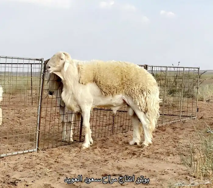 مشروع حري فاخر ( تم البيع ) 0