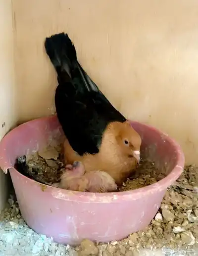 طبات ارشنجل لماع 0