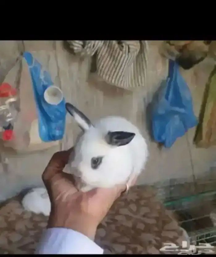 ارانب 11