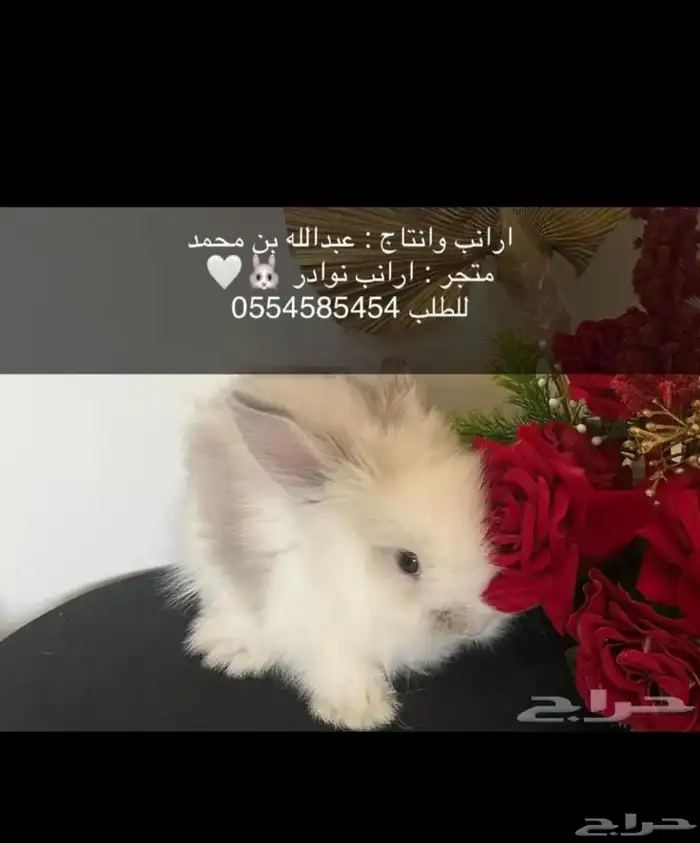 ارانب 13