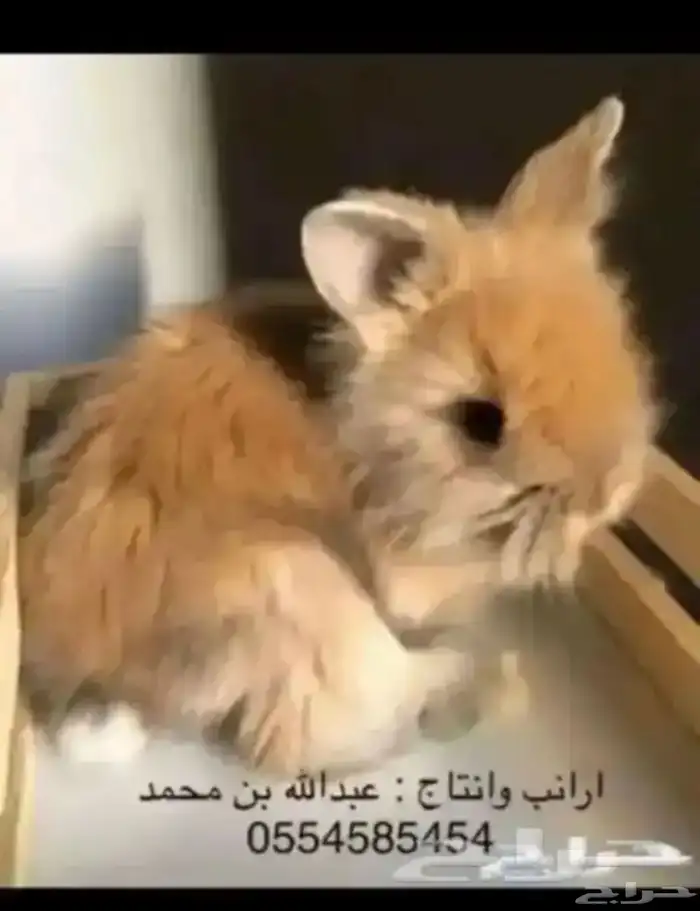 ارانب 3