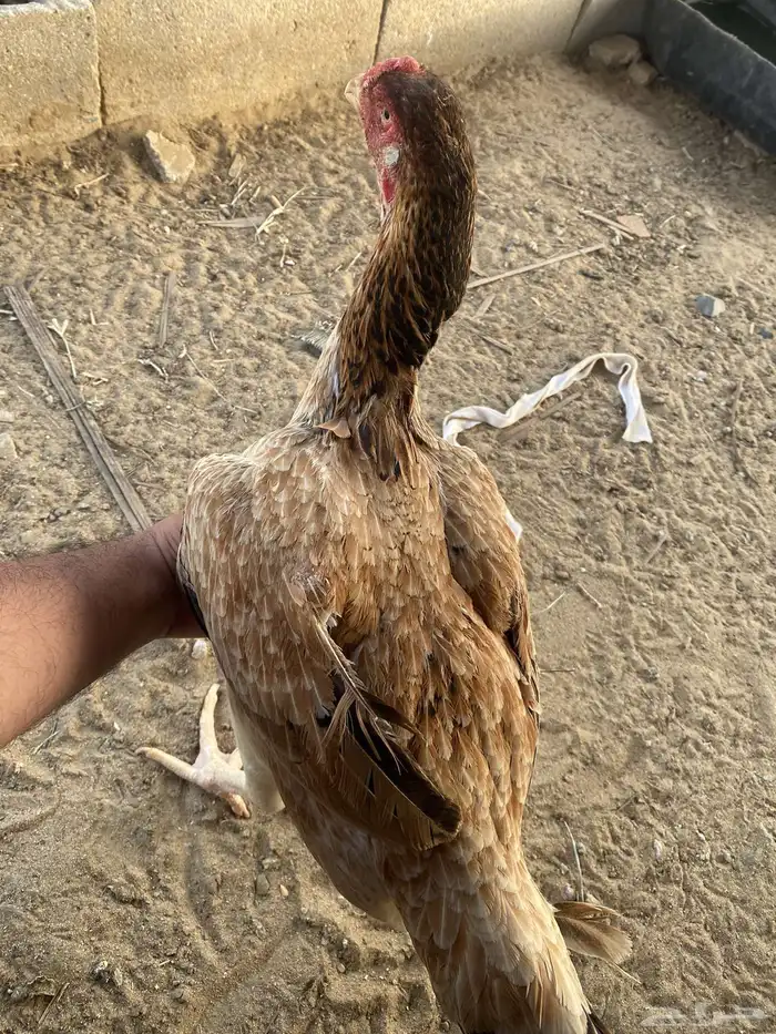 تم البيع 2