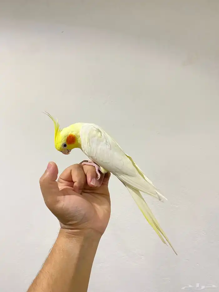 كروان ولافة نص ونص تم البيع 3