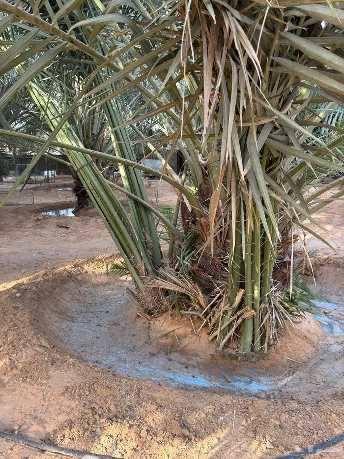 فراخة وفسايل نخل خلاص من اجود انواع تمر الخلاص 3