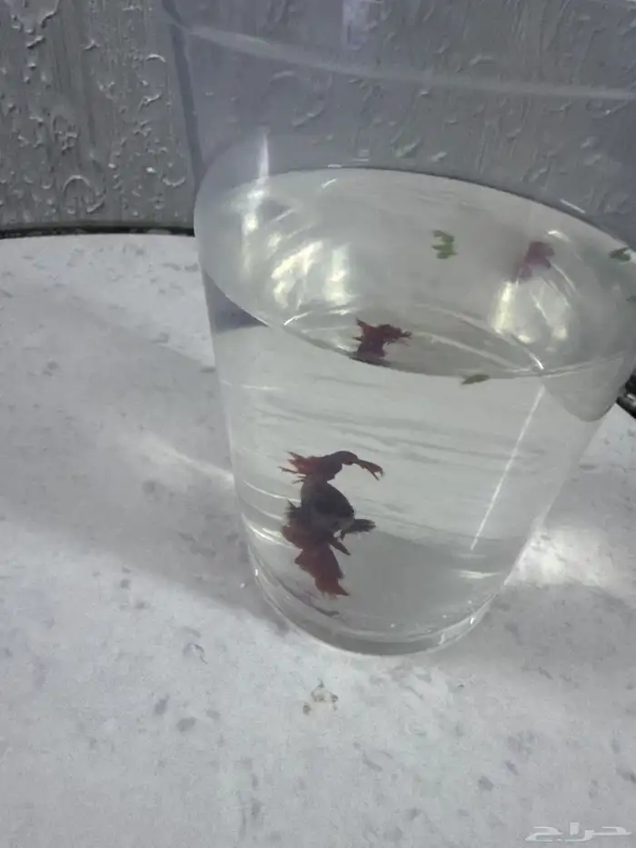 سمك بدون أكسجين 3