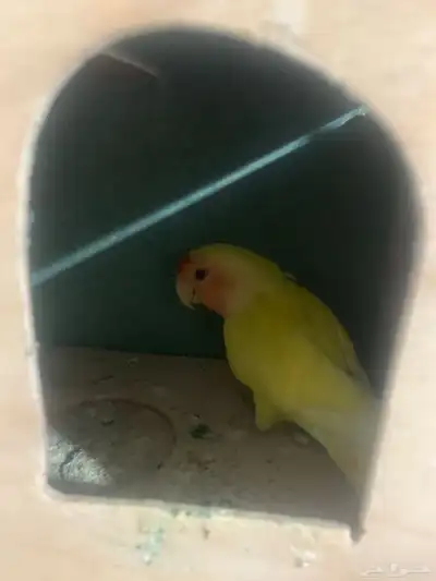 روز غير أليف 1