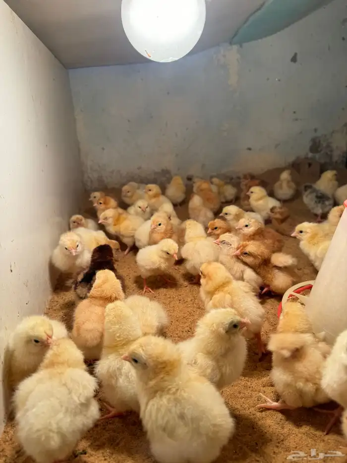 صوص صيصان لوهمن لوهمان براون بيور دم صافي شرط 6