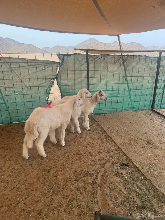 طليان للبيع 1