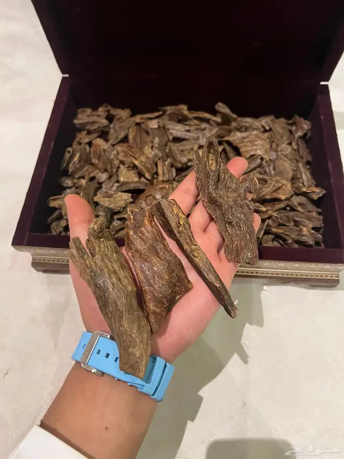 اندر نوادر العود الطبيعي كمبودي قديم جدا جدا 0