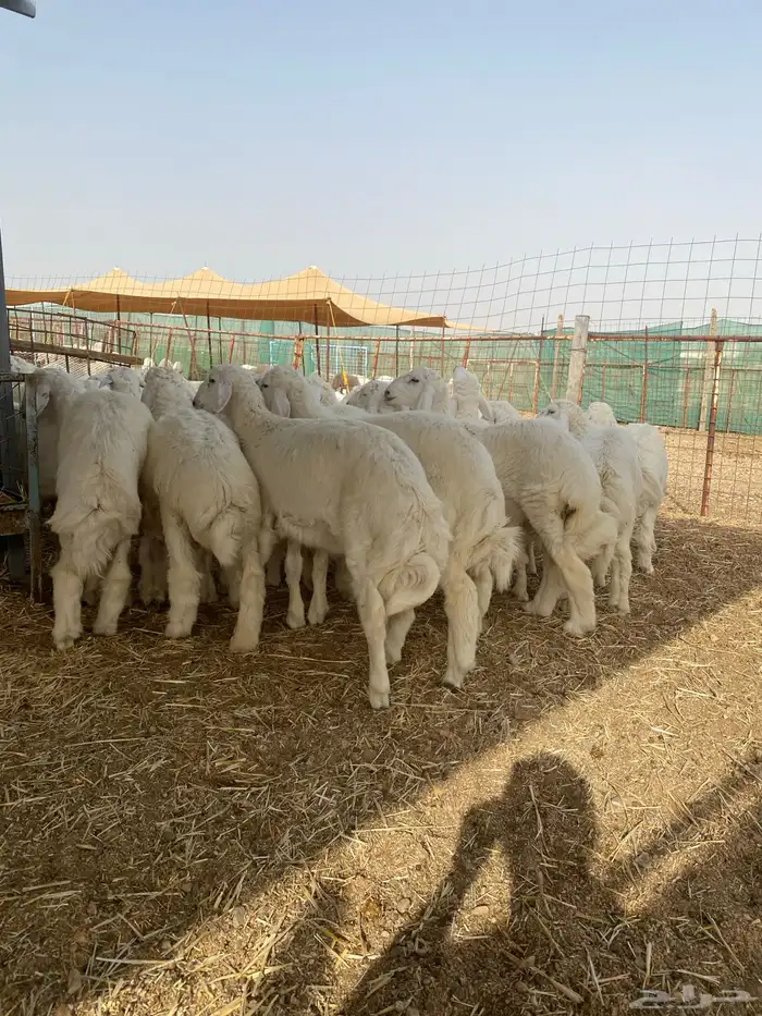 أضاحي ( طليان حرية من حلال الطائف ) 2