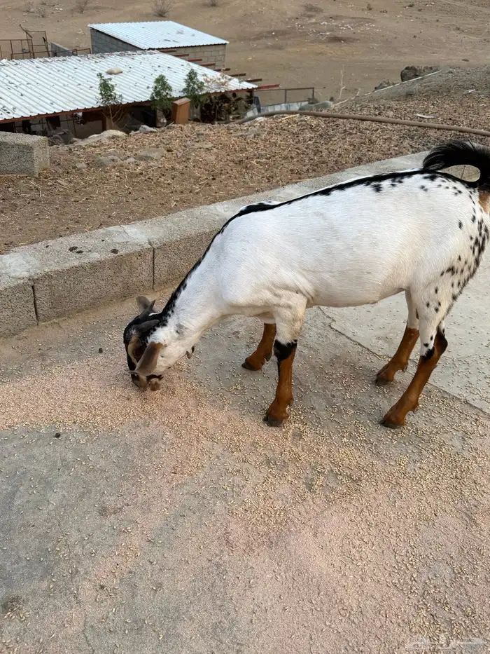 تم البيع 0