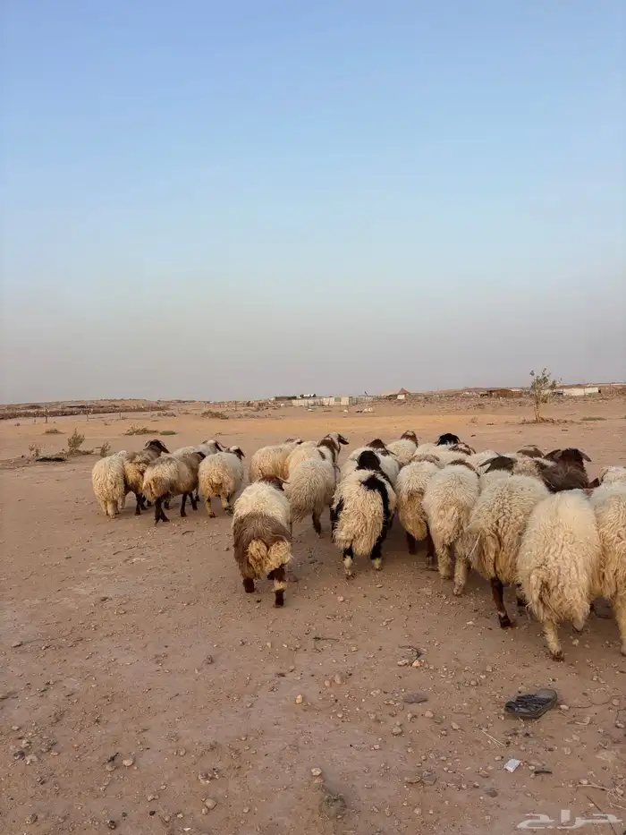 ذبايح نعيمي جبر حري هرفي نعيمي هرفي ذبح وتوصيل 1