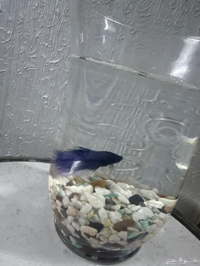 سمك بدون أكسجين 1