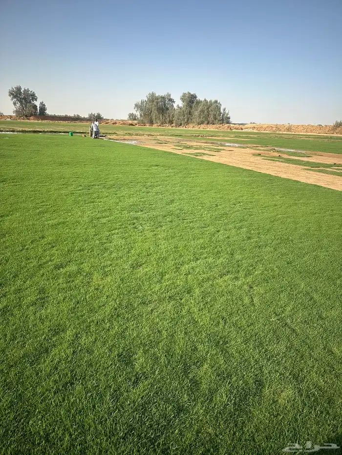 ثيل نجيله سي الفين صافي  نظيف و خالي من الاعشاب. 8