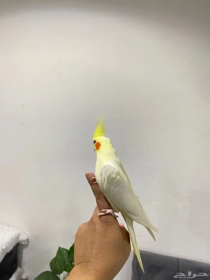 كروان ولافة نص ونص تم البيع 5