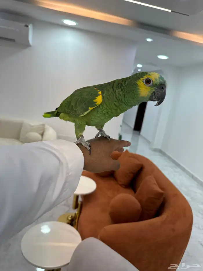بلو فرنتد 0