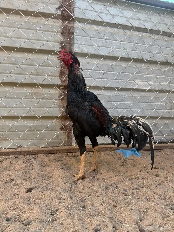 ديك سندي بيور 0