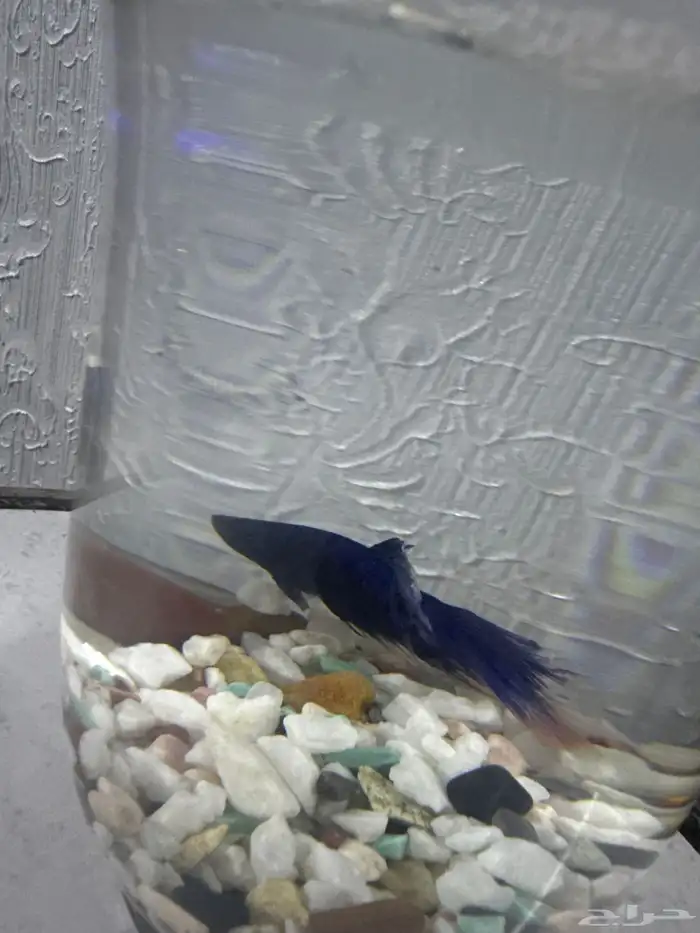 سمك بدون أكسجين 0