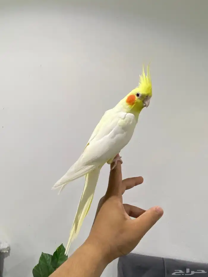 كروان ولافة نص ونص تم البيع 4