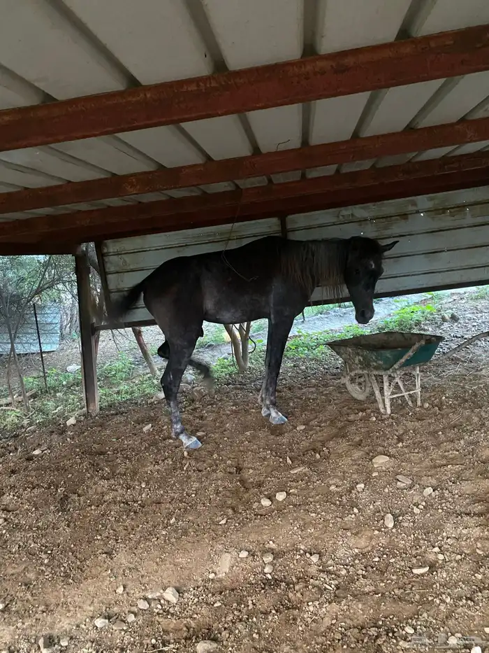 خيل شعبي 4