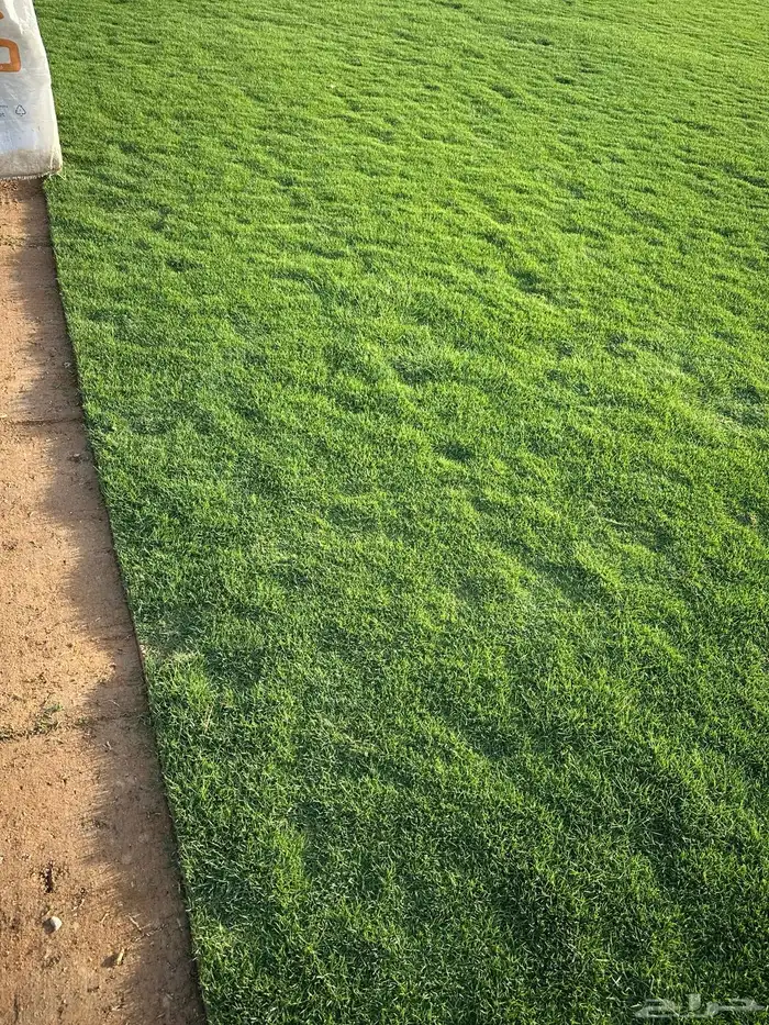 ثيل نجيله سي الفين صافي  نظيف و خالي من الاعشاب. 4