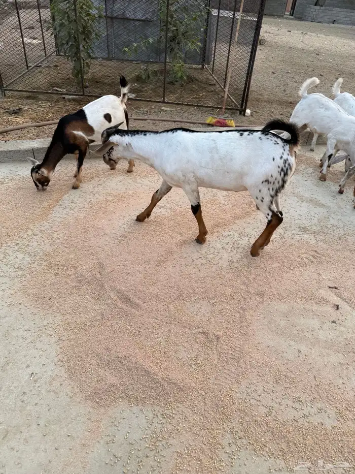 تم البيع 3
