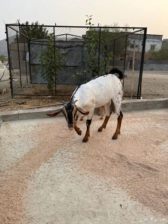 تم البيع 2