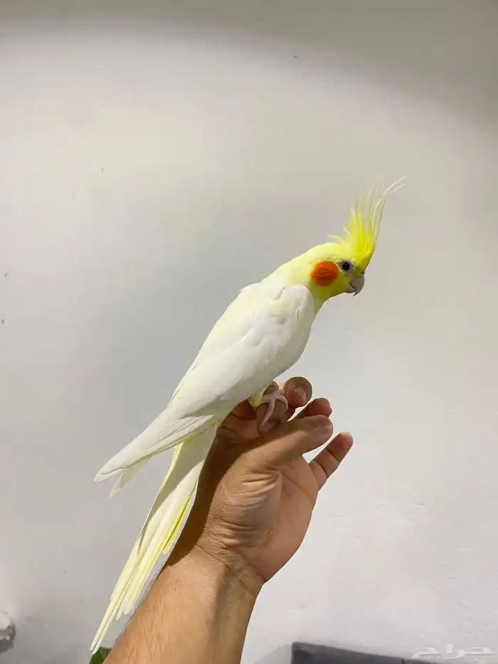 كروان ولافة نص ونص تم البيع 1