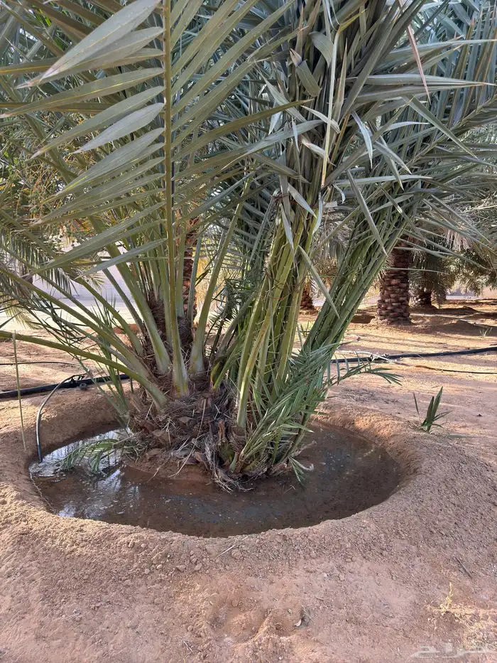 فراخة وفسايل نخل خلاص من اجود انواع تمر الخلاص 1