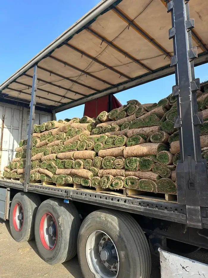 عشب طبيعي أمريكي C2000 مقاوم للملوحة 0