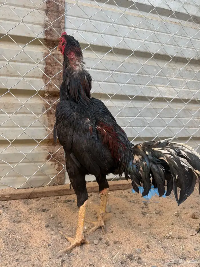 ديك سندي بيور 1