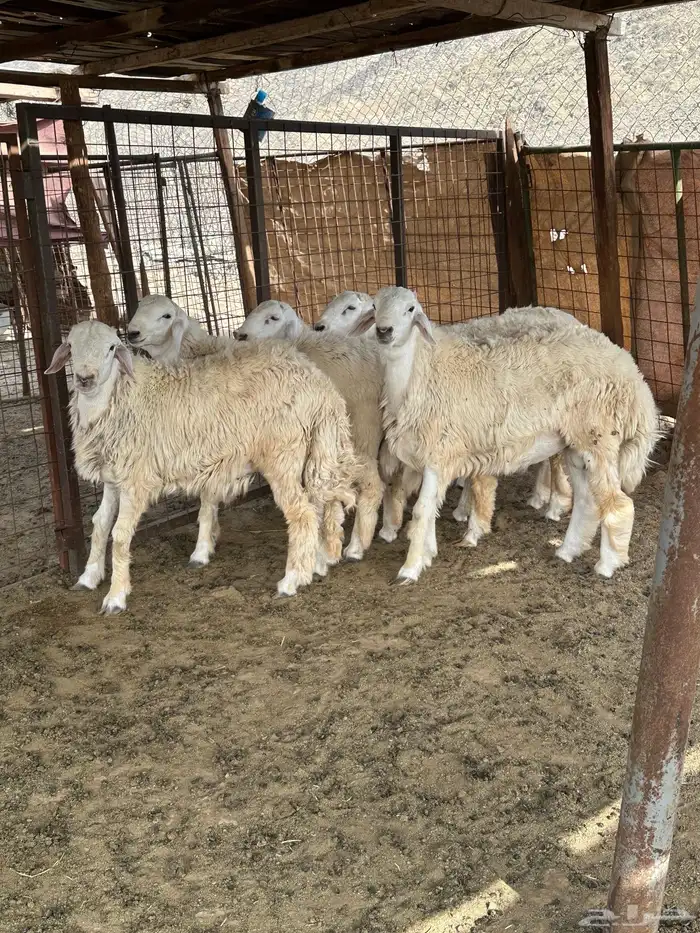 طليان ضحايا من إنتاج المراح 3