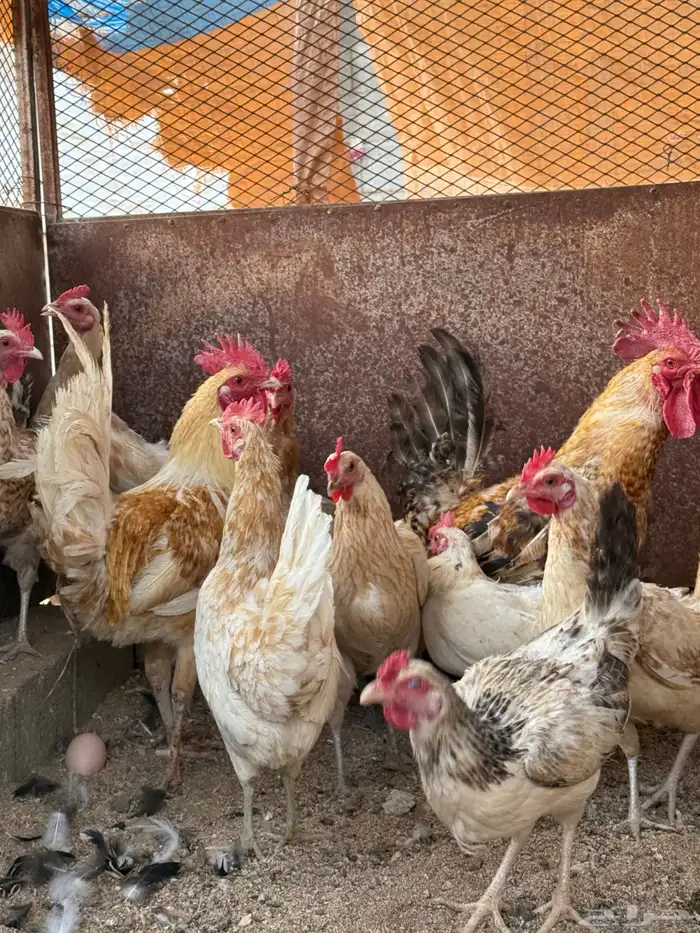 دجاج بلدي فواخر 3