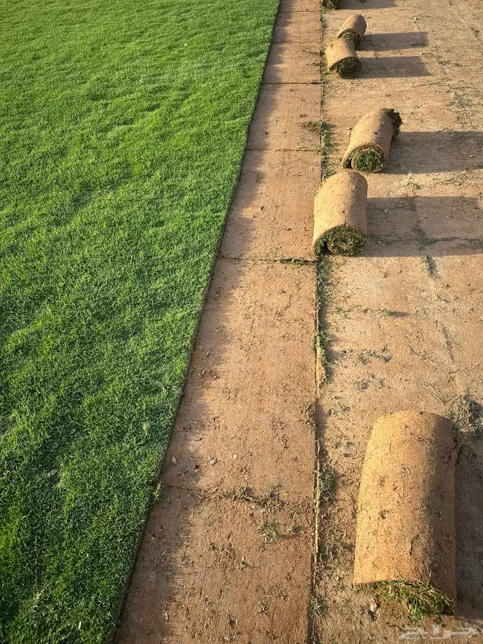 ثيل نجيله سي الفين صافي  نظيف و خالي من الاعشاب. 1