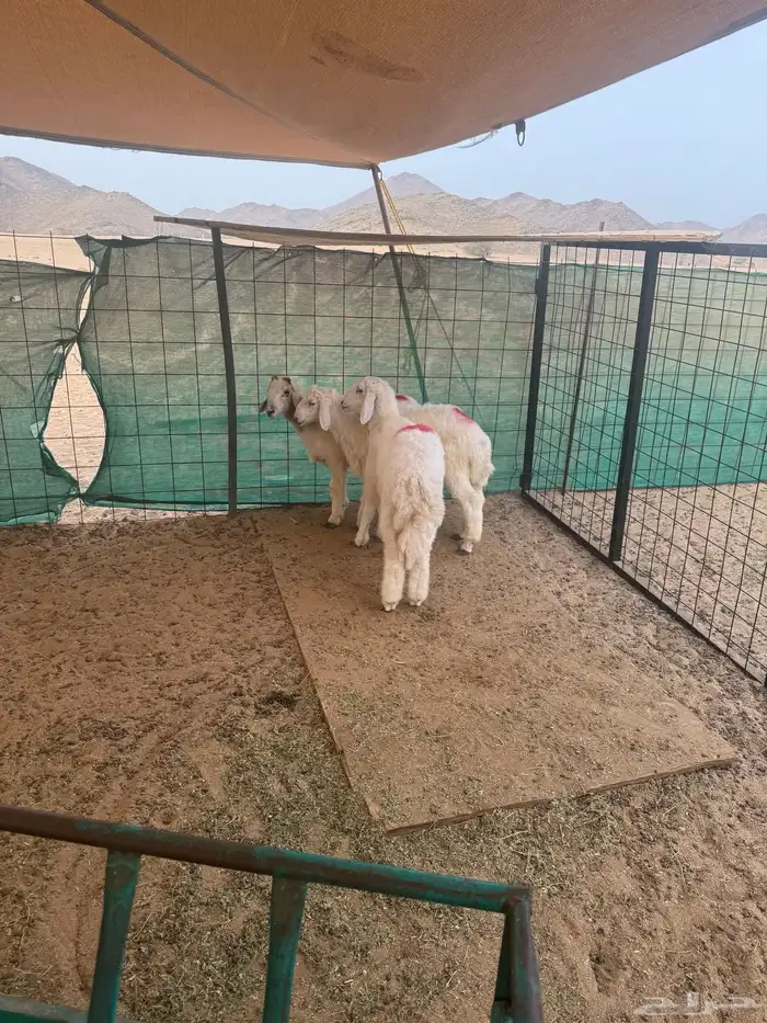 طليان للبيع 3