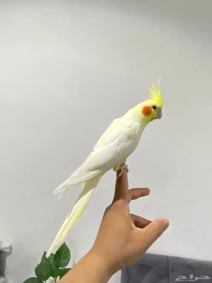 كروان ولافة نص ونص تم البيع 0