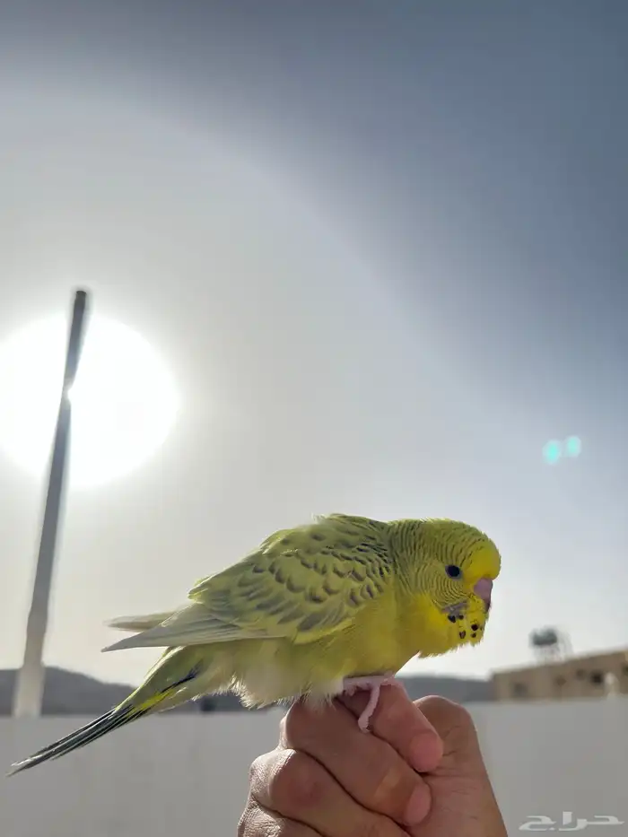 فرخ بادجي انقليزي هدد 0