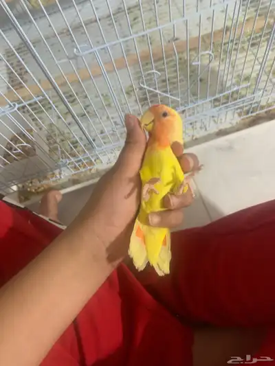 روز غير أليف 0