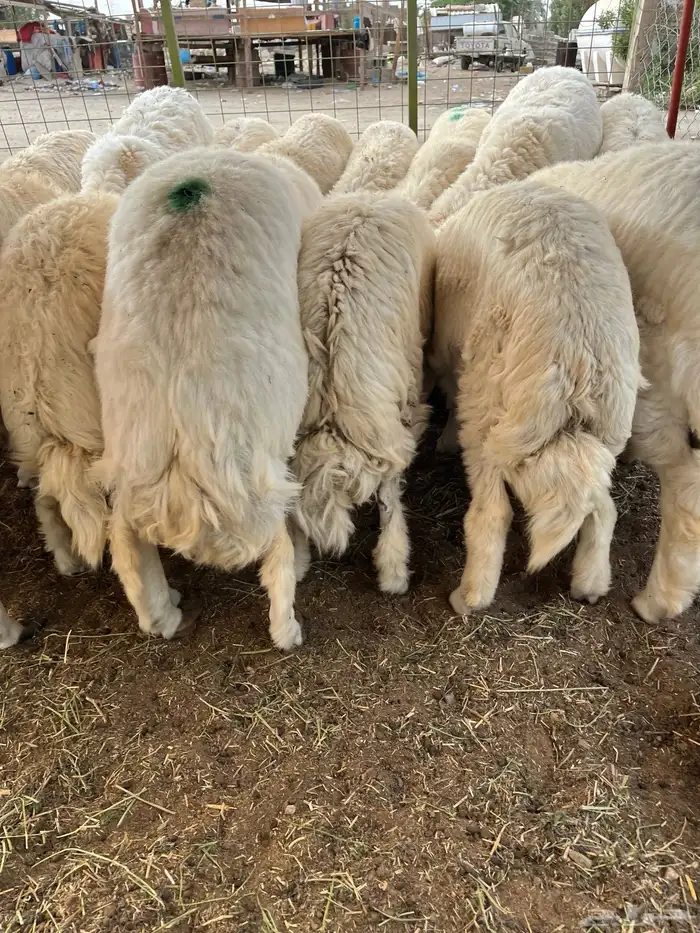 طليان حري فل شحم ولحم طائفيه ضحايا على الشرط 1