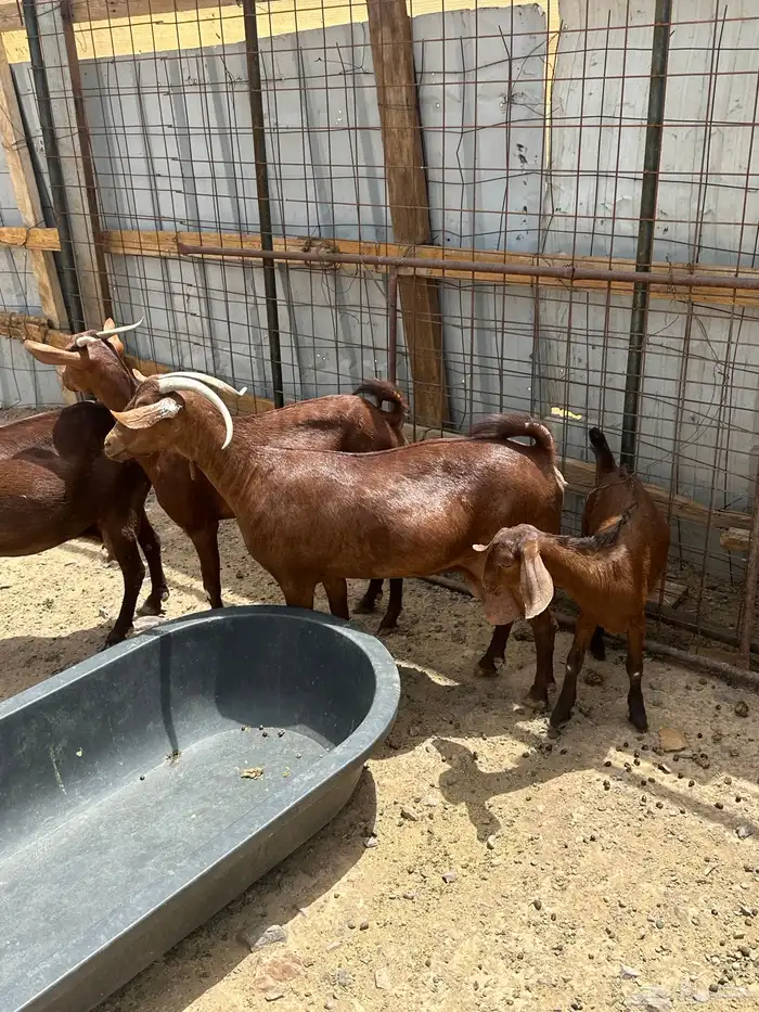 معزا جنوبيات حمر دهم مضرع دافع جرم تم البيع 5