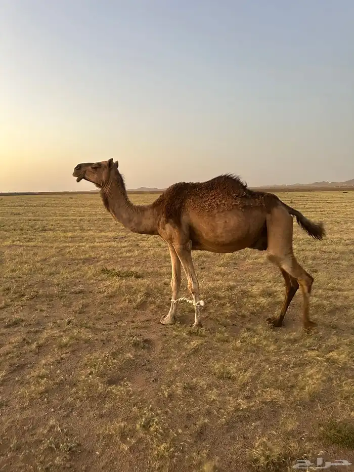 مدني كفو لقحة 10 شهور ( تم البيع ) 5