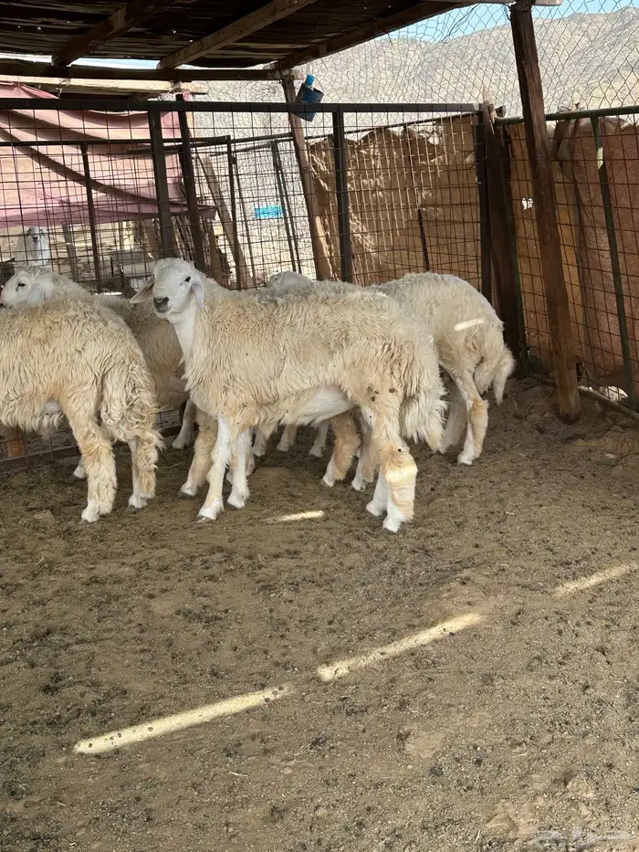 طليان ضحايا من إنتاج المراح 0
