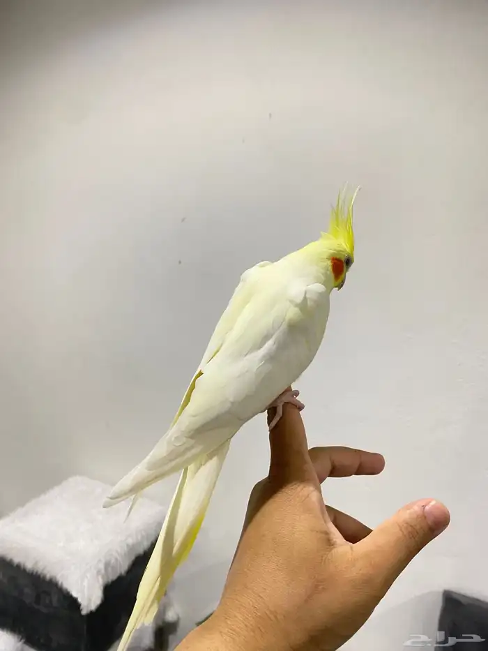 كروان ولافة نص ونص تم البيع 6