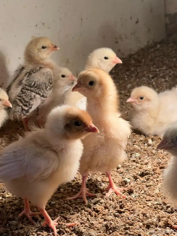 صوص صيصان لوهمن لوهمان براون بيور دم صافي شرط 3