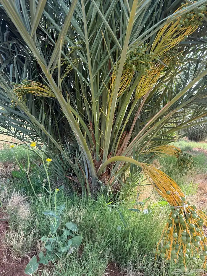 نخل مثمر للبيع مع الغرس بالموقع 4