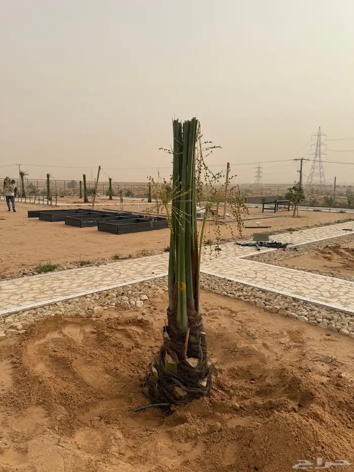 نخل مثمر للبيع مع الغرس بالموقع 1