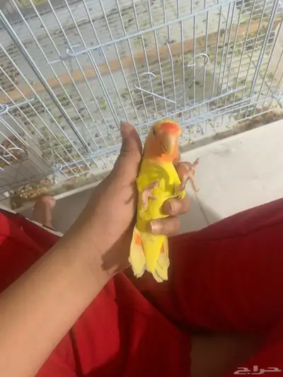 روز غير أليف 2