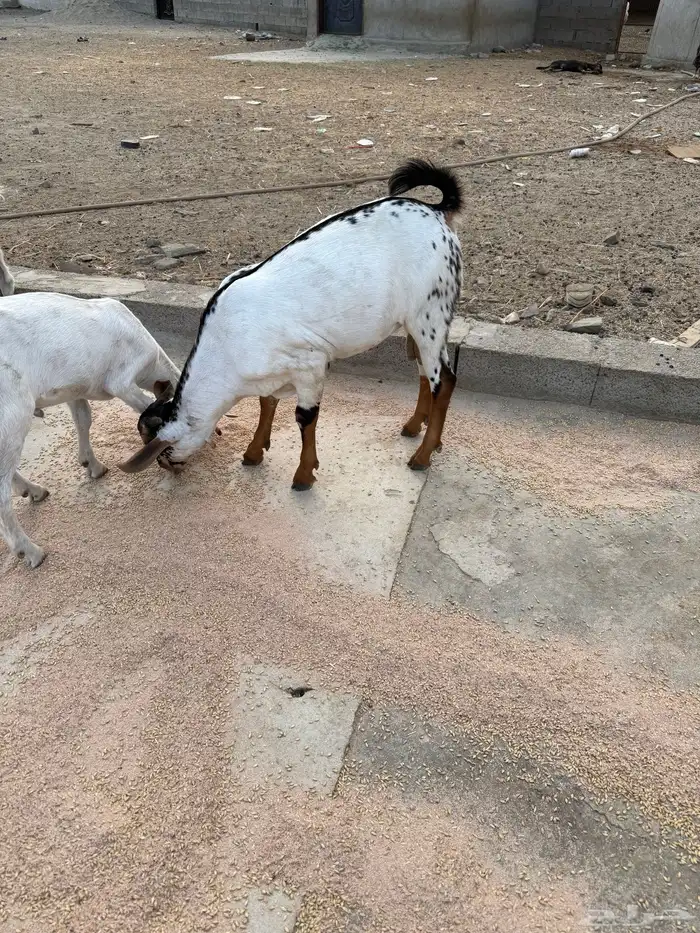 تم البيع 1