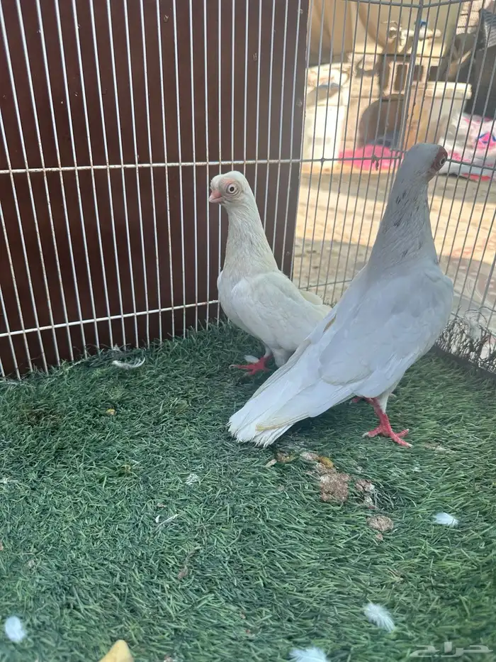 طيور كوري 3